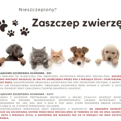Brak szczepień psa a kodeks wykroczeń: kary i obowiązki właścicieli