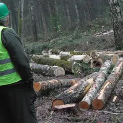 Kradzież drzewa z lasu - gdzie zgłosić i jak uniknąć problemów