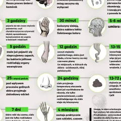 Grafika przedstawia etapy rozkładu ciała po śmierci, od pierwszych minut do miesięcy. Sekcja zwłok jest tu ukazana w sposób naukowy.