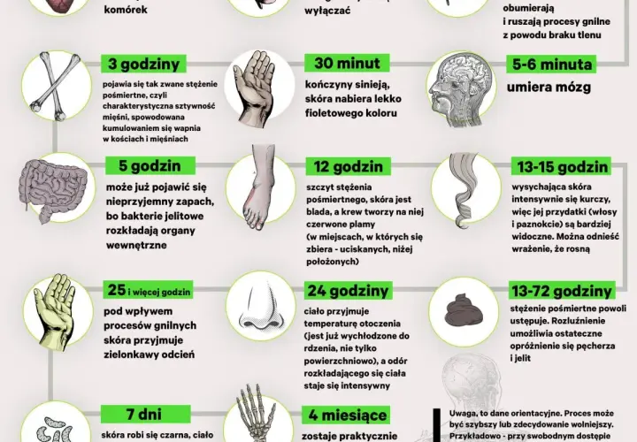 Grafika przedstawia etapy rozkładu ciała po śmierci, od pierwszych minut do miesięcy. Sekcja zwłok jest tu ukazana w sposób naukowy.