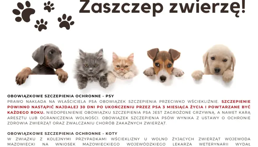 Brak szczepień psa a kodeks wykroczeń: kary i obowiązki właścicieli