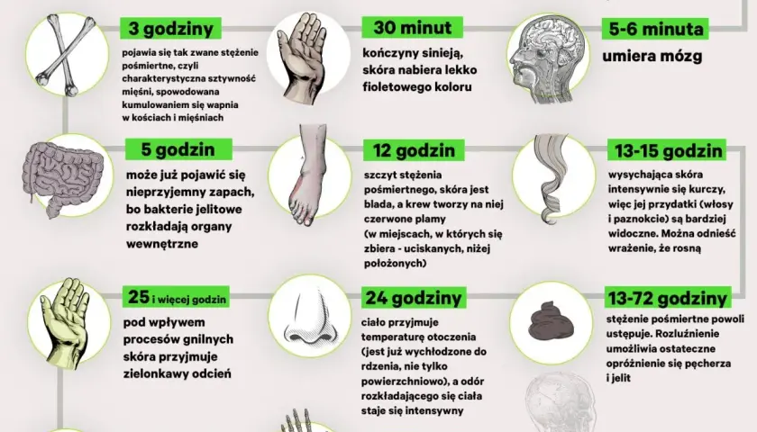 Grafika przedstawia etapy rozkładu ciała po śmierci, od pierwszych minut do miesięcy. Sekcja zwłok jest tu ukazana w sposób naukowy.