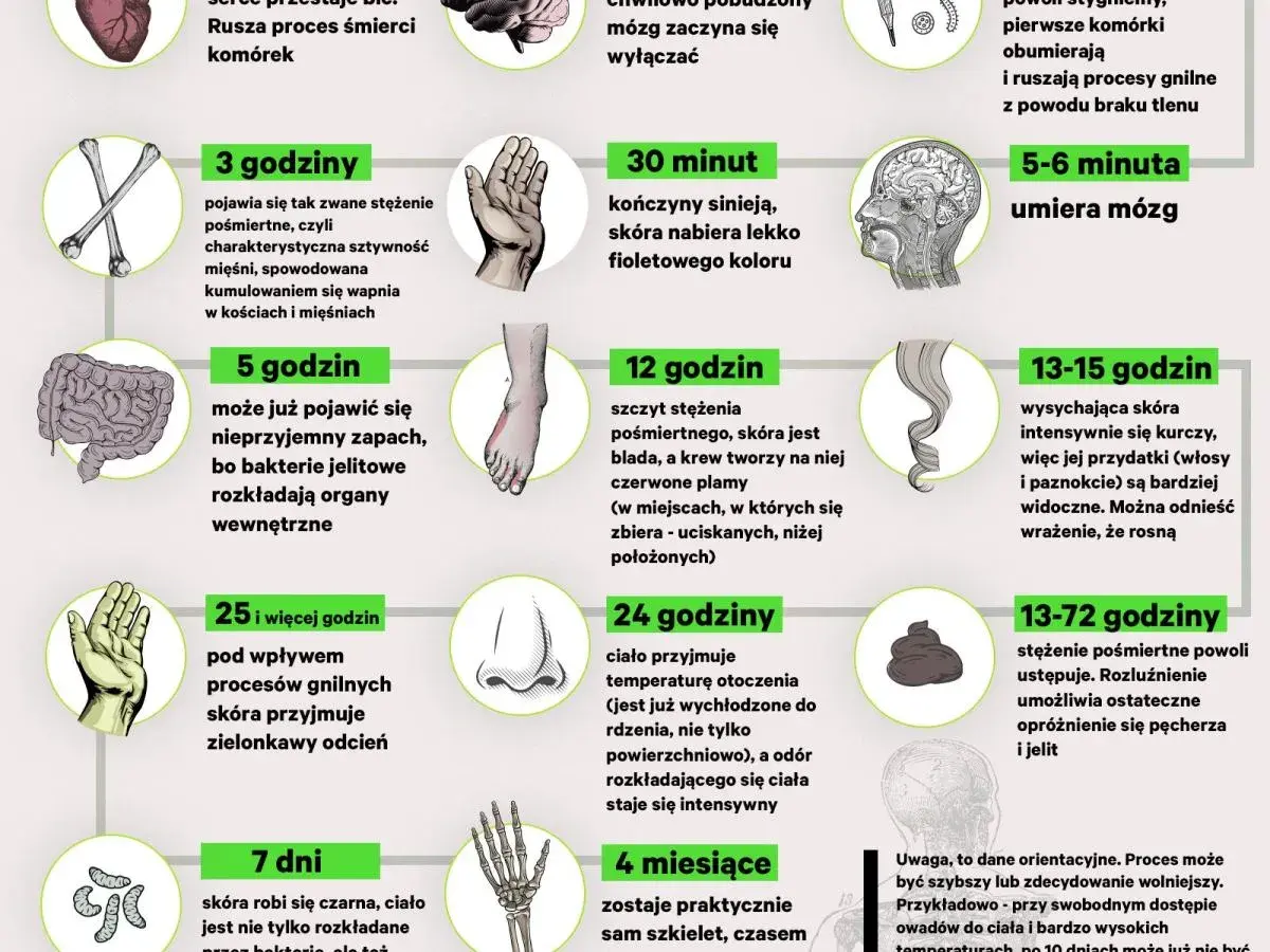 Grafika przedstawia etapy rozkładu ciała po śmierci, od pierwszych minut do miesięcy. Sekcja zwłok jest tu ukazana w sposób naukowy.